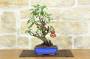 1 - Bonsai di Melo selvatico (143)