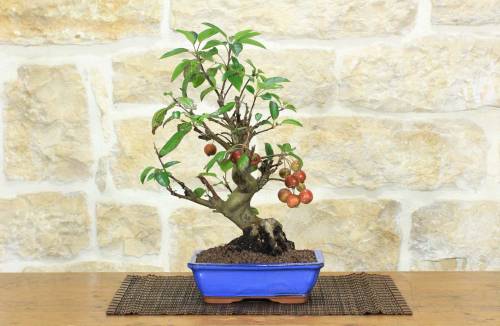1 - Bonsai di Melo selvatico (143)