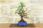 2 - Bonsai di Melo selvatico (143)