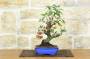 3 - Bonsai di Melo selvatico (143)
