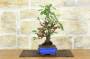 4 - Bonsai di Melo selvatico (143)