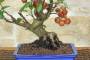 5 - Bonsai di Melo selvatico (143)