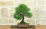 1 - Bonsai di Pino Nero Thunbergii (87)