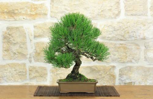 1 - Bonsai di Pino Nero Thunbergii (87)