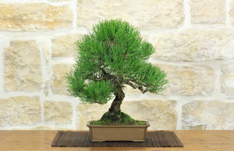1 - Bonsai di Pino Nero Thunbergii (87)