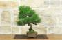 2 - Bonsai di Pino Nero Thunbergii (87)