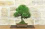 3 - Bonsai di Pino Nero Thunbergii (87)