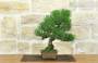 4 - Bonsai di Pino Nero Thunbergii (87)