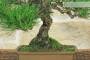 5 - Bonsai di Pino Nero Thunbergii (87)