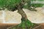 6 - Bonsai di Pino Nero Thunbergii (87)