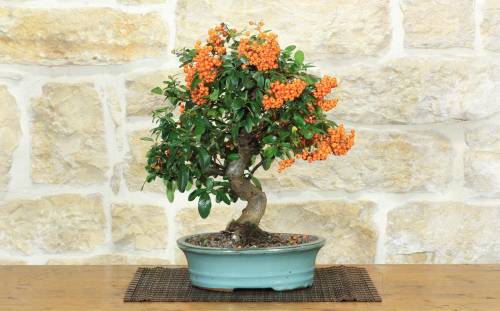1 - Bonsai di Pyracantha Coccinea (172)