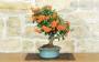 2 - Bonsai di Pyracantha Coccinea (172)