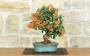 3 - Bonsai di Pyracantha Coccinea (172)