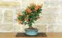 4 - Bonsai di Pyracantha Coccinea (172)