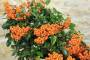 6 - Bonsai di Pyracantha Coccinea (172)