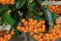 7 - Bonsai di Pyracantha Coccinea (172)