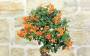 8 - Bonsai di Pyracantha Coccinea (172)