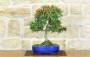 1 - Bonsai di Pyracantha Navaho (14)