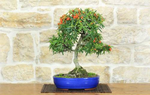 1 - Bonsai di Pyracantha Navaho (14)