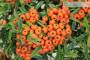 6 - Bonsai di Pyracantha Navaho (14)