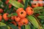7 - Bonsai di Pyracantha Navaho (14)