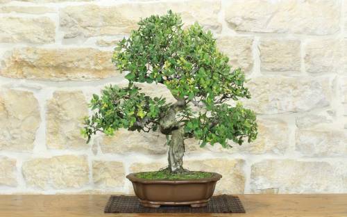 1 - Bonsai di Quercia da Sughero (51)