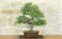 1 - Bonsai di Quercia da Sughero (51)