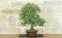 2 - Bonsai di Quercia da Sughero (51)