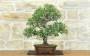 3 - Bonsai di Quercia da Sughero (51)