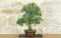 4 - Bonsai di Quercia da Sughero (51)