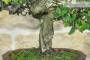 5 - Bonsai di Quercia da Sughero (51)
