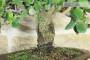 6 - Bonsai di Quercia da Sughero (51)