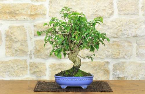 1 - Bonsai di Bougainvillea Glabra (1)