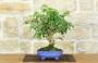 1 - Bonsai di Bougainvillea Glabra (1)