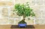 2 - Bonsai di Bougainvillea Glabra (1)