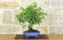 3 - Bonsai di Bougainvillea Glabra (1)