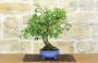 4 - Bonsai di Bougainvillea Glabra (1)