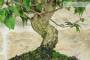 5 - Bonsai di Bougainvillea Glabra (1)
