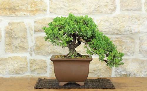 1 - Bonsai di Ginepro Procumbens (23)