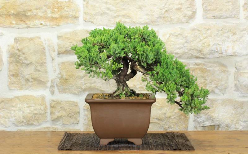 1 - Bonsai di Ginepro Procumbens (23)