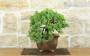 2 - Bonsai di Ginepro Procumbens (23)