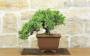 3 - Bonsai di Ginepro Procumbens (23)