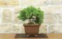 4 - Bonsai di Ginepro Procumbens (23)