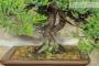 5 - Bonsai di Ginepro Procumbens (23)