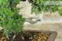 6 - Bonsai di Ginepro Procumbens (23)