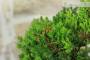 7 - Bonsai di Ginepro Procumbens (23)
