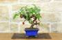1 - Bonsai di Melo selvatico (144)
