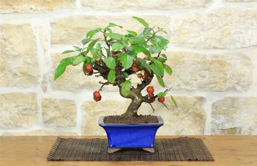 1 - Bonsai di Melo selvatico (144)
