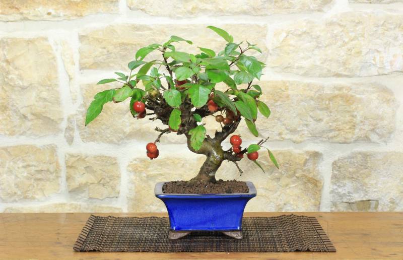 1 - Bonsai di Melo selvatico (144)