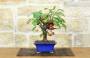 4 - Bonsai di Melo selvatico (144)